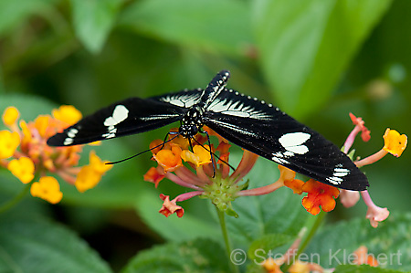 260 Doris-Falter - Heliconius doris